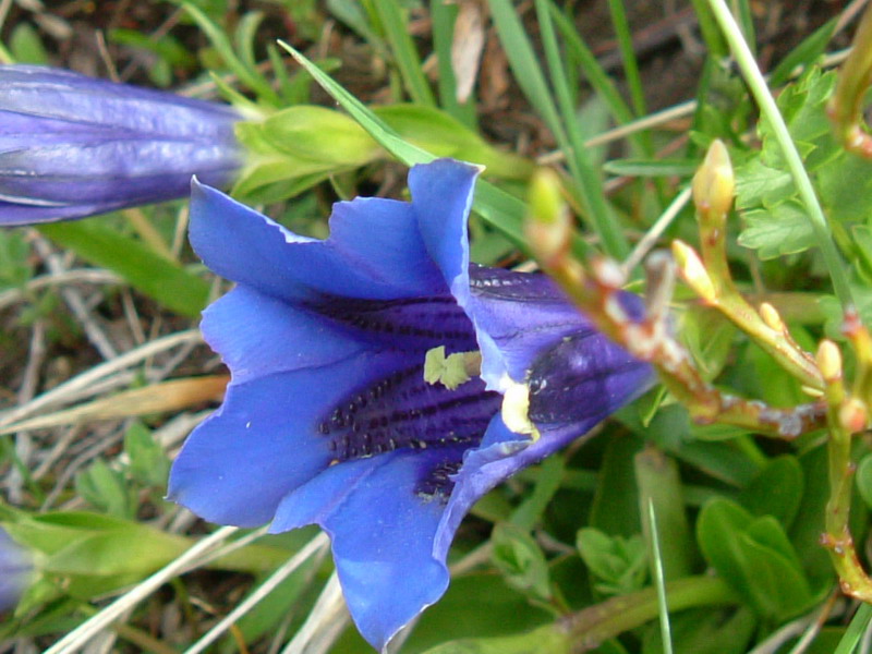 Parco del Gigante 6 Gentiana kochiana